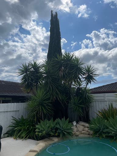 Same Day Trees & Palms Brisbane — Customer photo