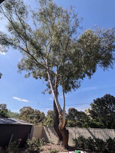 O'Briens Tree Services Canberra — Customer photo
