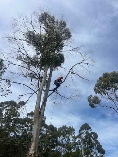 Tasmanian Arbor Care — Customer photo