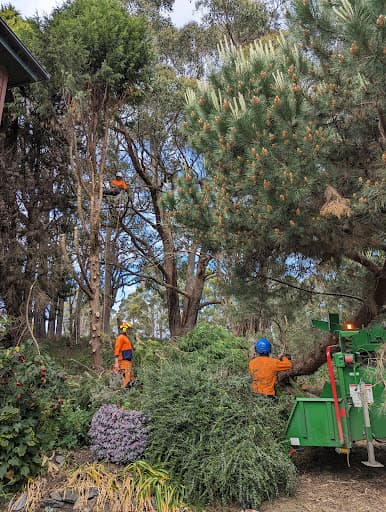 Adams Tree Services — Customer photo