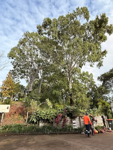 The Tree Expert — Customer photo