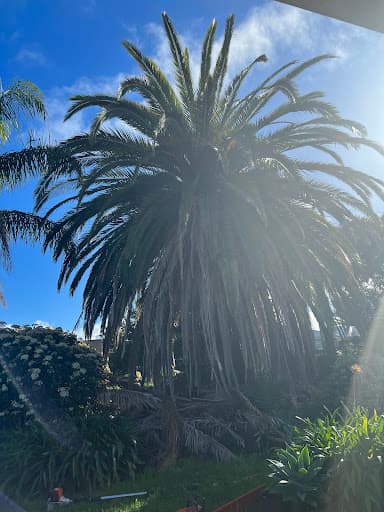 SA Tree Recyclers — Customer photo