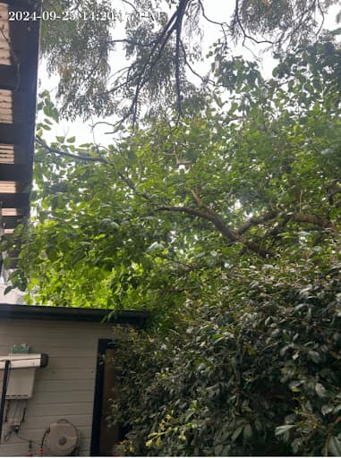 Branch Management Total Tree Services - Newcastle Tree Removal — Customer photo