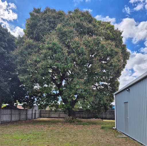 Townsville Stump Tree Surgeons — Customer photo