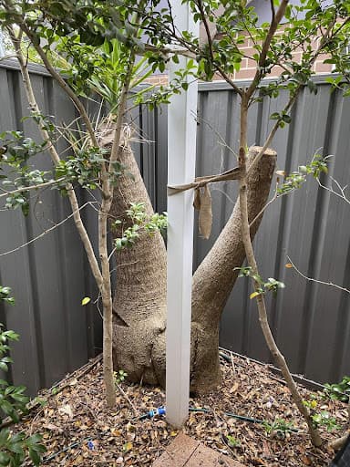 Southside Stump Grinding - Stump Removal Wollongong — Customer photo