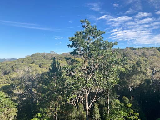 Elite Tree Company — Customer photo