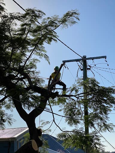 Evergreen Tree Care — Customer photo