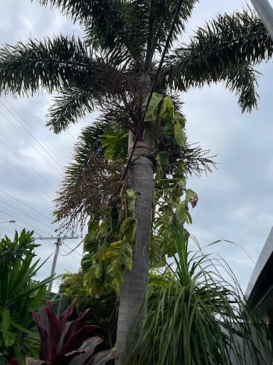 Arborclimb — Customer photo