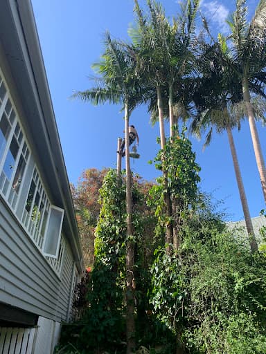 EcoArbor - Tree Care — Customer photo