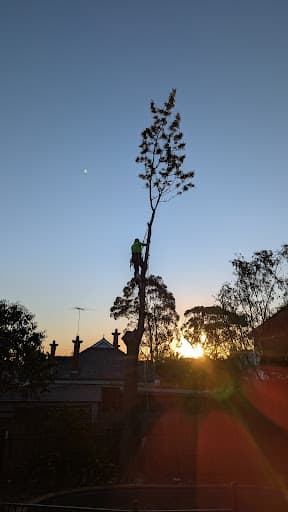 Affordable Tree Loppers South East Melbourne — Customer photo