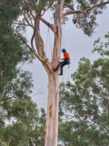 Arborsafe Tree Services — Customer photo