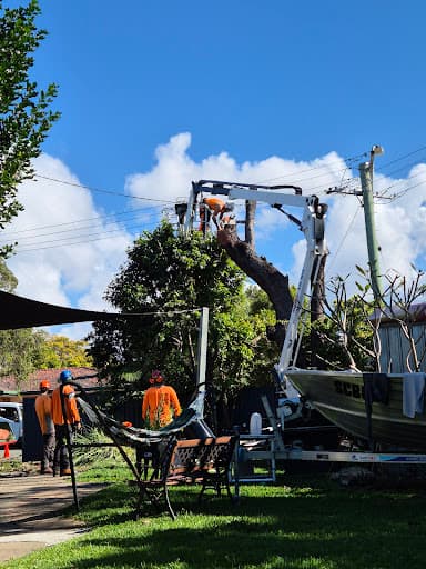 Clean Cut Tree Services — Customer photo