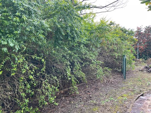 A-Local Tree Service Brisbane — Customer photo