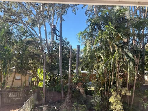 Greenish Tree Care — Customer photo