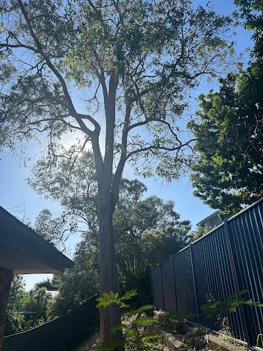 Frontier Tree Services — Customer photo