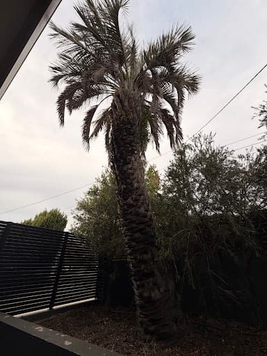 Victorian Tree Specialists — Customer photo