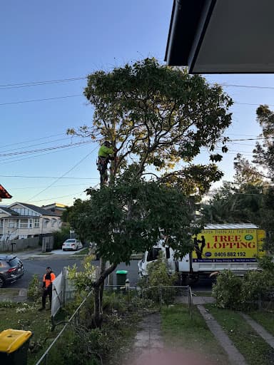 Cheaper Than All The Rest Tree Lopping — Customer photo