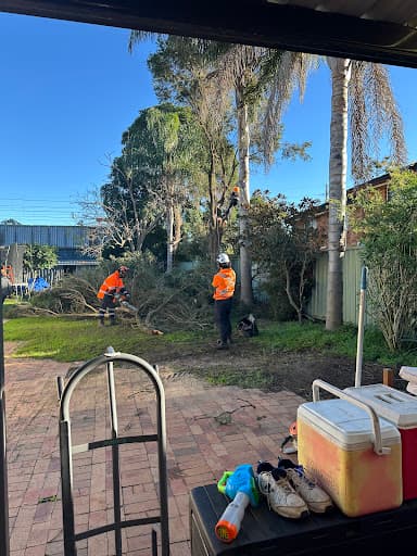 Aus Arbor Tree Services Sydney — Customer photo