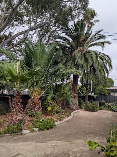 Final Cut Tree Solutions — Customer photo