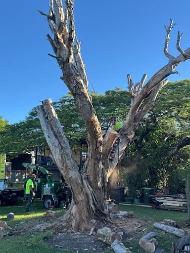 Cheaper Than All The Rest Tree Lopping — Customer photo