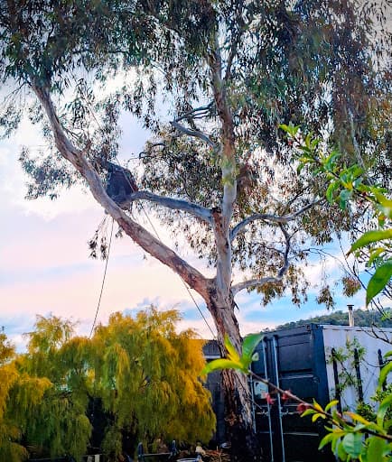 The Green Barber Tree Service — Customer photo