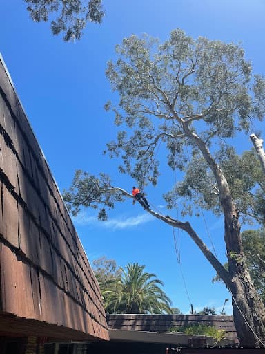 Adelaide Tree Removals - Stump & Tree Removal Services — Customer photo