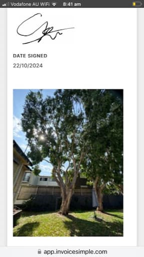 Budget Tree Removal — Customer photo