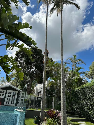 Same Day Trees & Palms Brisbane — Customer photo