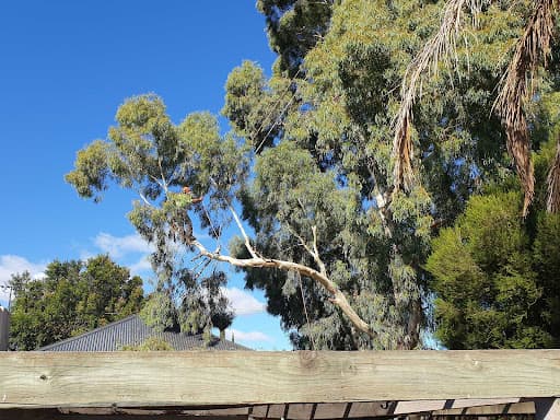 CTL Tree Service & Stump Removal Adelaide — Customer photo