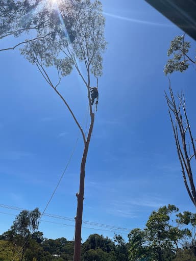 Final Cut Tree Solutions — Customer photo