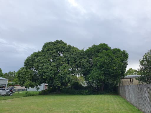 The Tree Expert — Customer photo