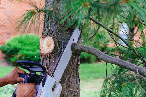 Eco Tree Removal Brisbane — Customer photo