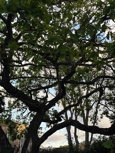 JW Tree Services — Customer photo