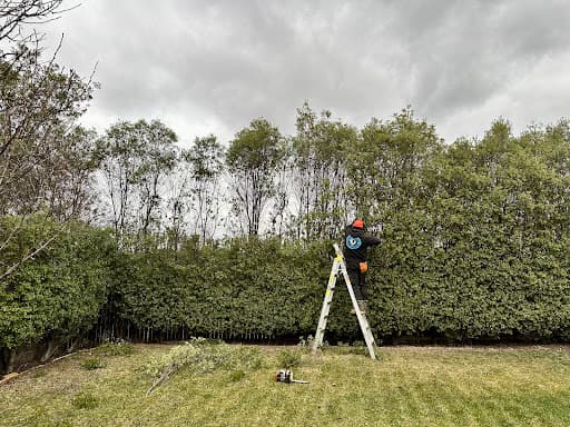 Stump’d Tree Removal Canberra — Customer photo