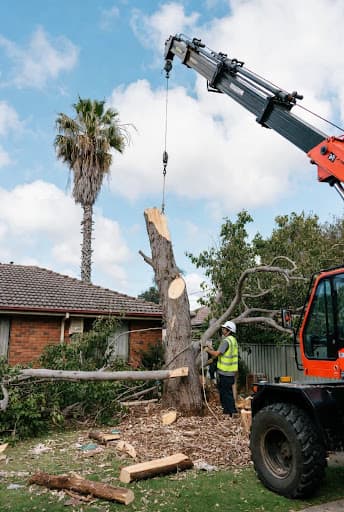 Eco Tree Removal Brisbane — Customer photo