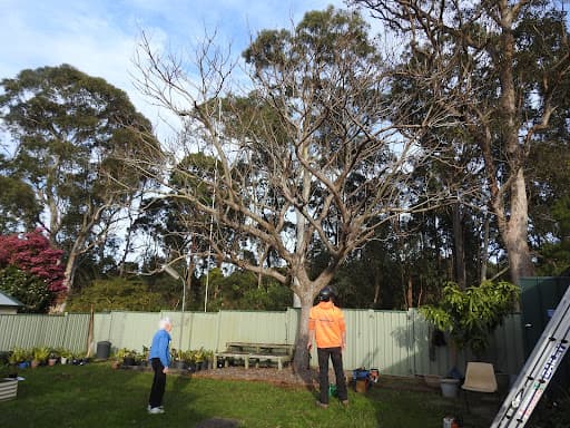 Clearview Tree Service — Customer photo