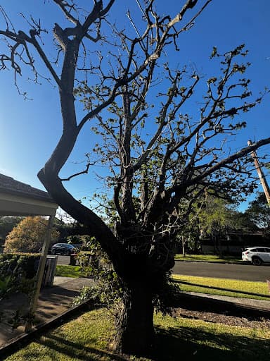 All tree services Canberra and Gosford — Customer photo