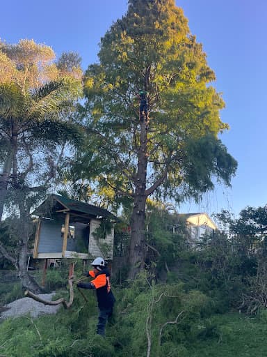 Cheaper Than All The Rest Tree Lopping — Customer photo