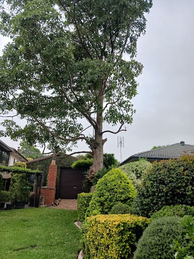 Agility Professional Tree Service — Customer photo