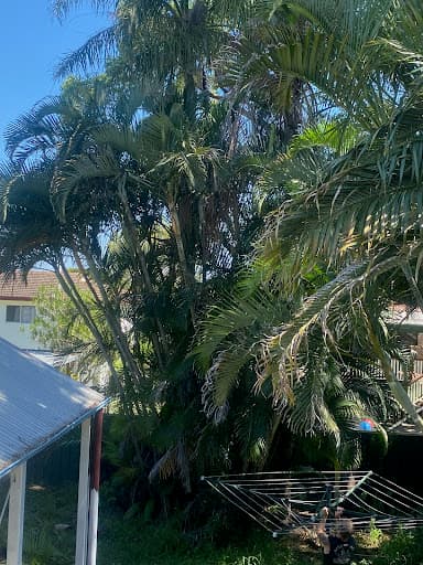 Evergreen Tree Care — Customer photo