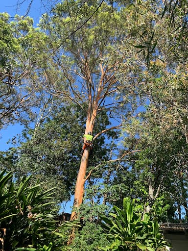 Eden Tree Service — Customer photo