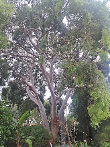 Taking Care of Trees — Customer photo