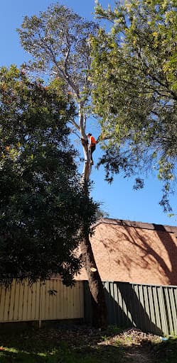 Branch Management Total Tree Services - Newcastle Tree Removal — Customer photo