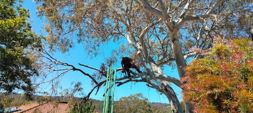 Final Cut Tree Solutions — Customer photo