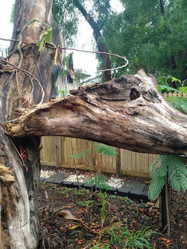 Oasis Trees NQ — Customer photo