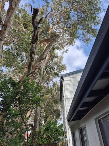 Mudjimba Tree Services — Customer photo