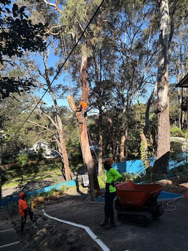 Complete Tree Experts Pty Ltd — Customer photo