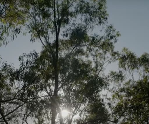 Southern Tree Care — Customer photo