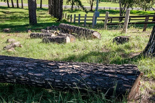 Clearview Tree Service — Customer photo