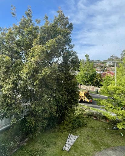 Why Arb- Arborist and Grounds Maintenance Hobart — Customer photo